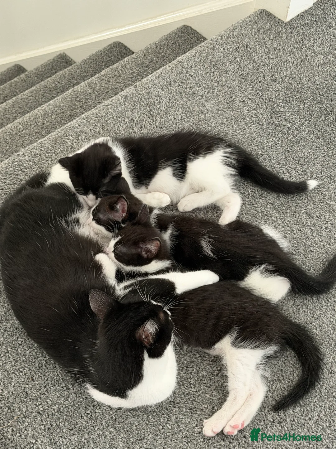 Mixed Breed cats for sale: Beautiful tuxedo kittens one boy and one girl  - Advert 2