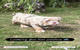 English Bulldog dogs for sale: English Bulldog pups - Image 12