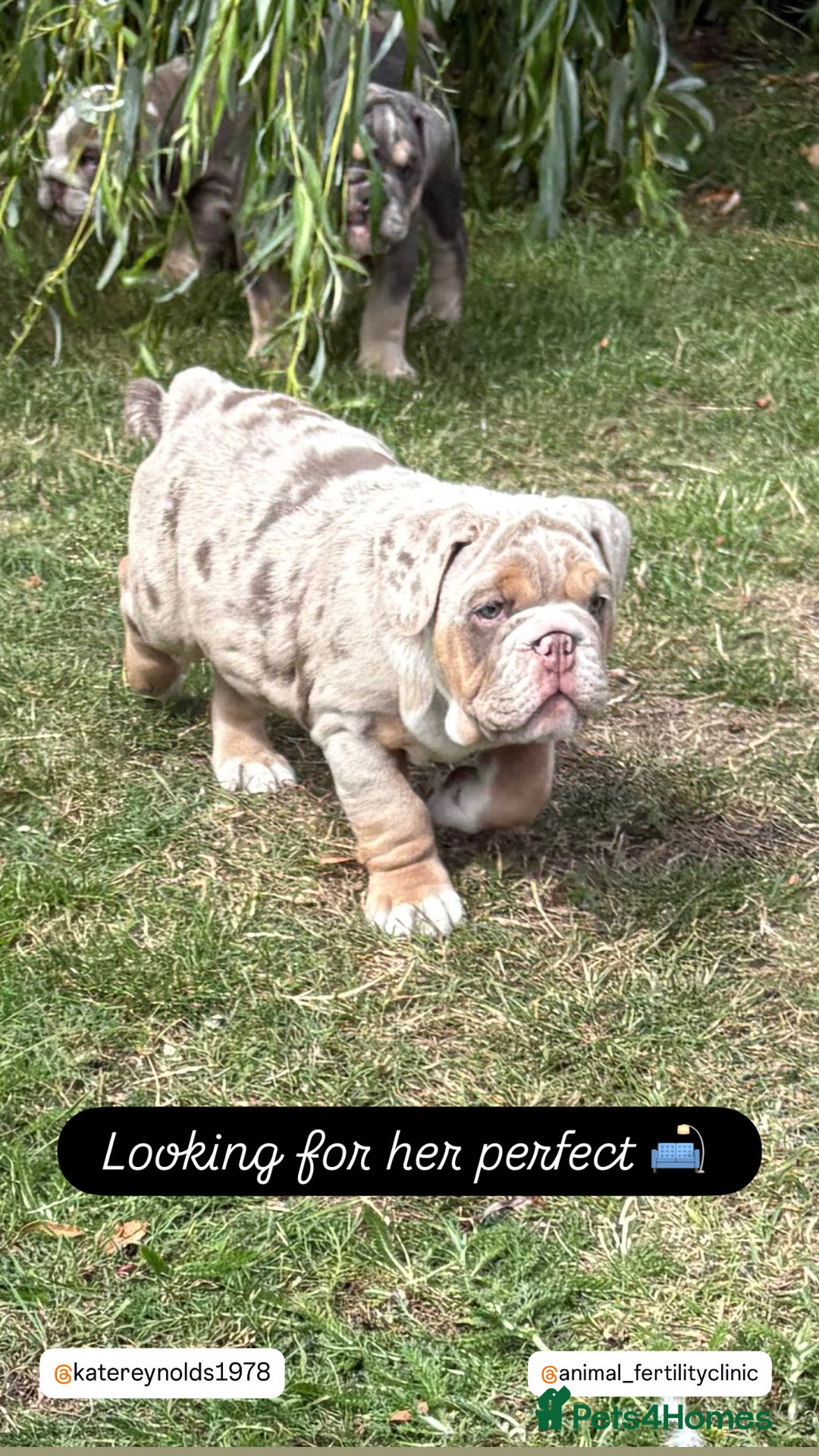 English Bulldog dogs for sale: English Bulldog pups - Image 12