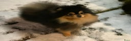 Pomeranian dogs for stud: Stunning Black and Tan for stud only in Lanark - Advert 6