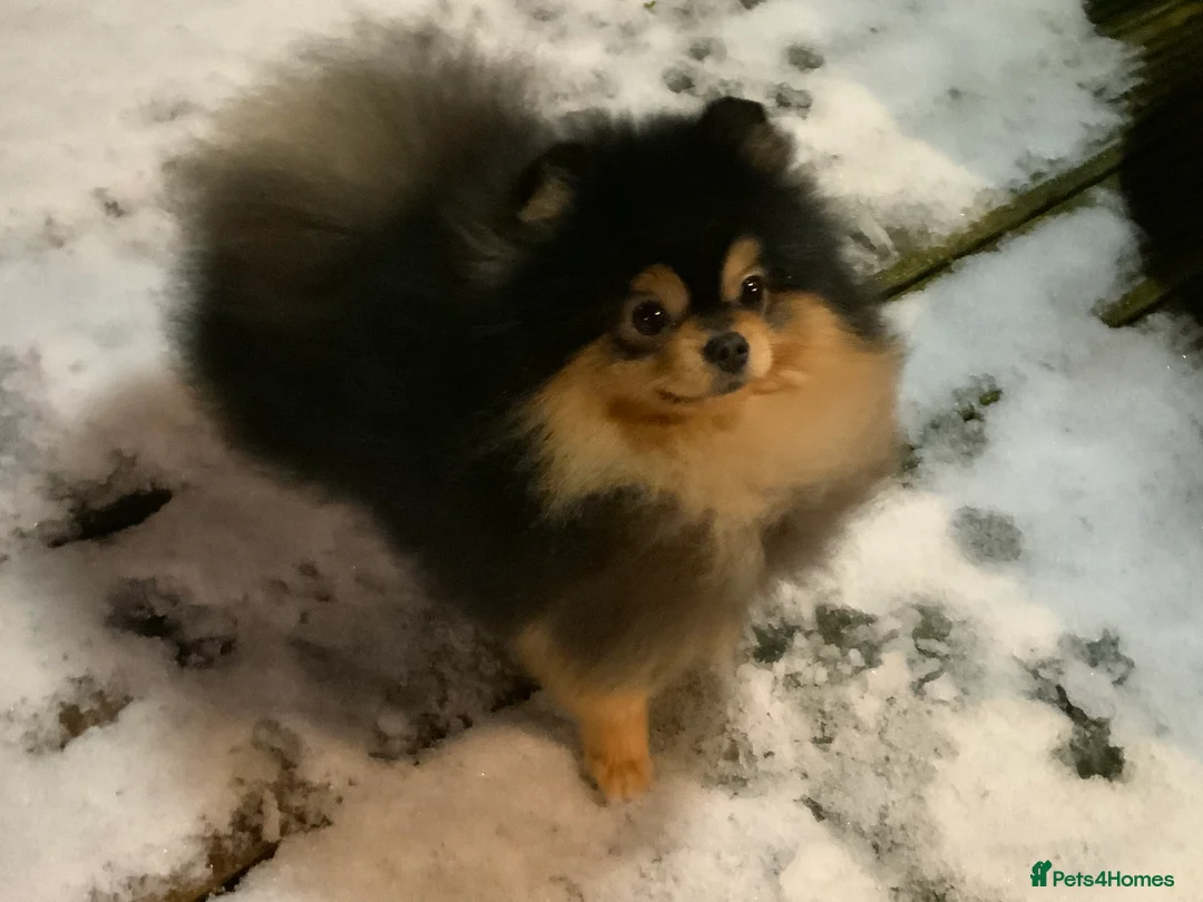 Pomeranian dogs for stud: Stunning Black and Tan for stud only in Lanark - Advert 6