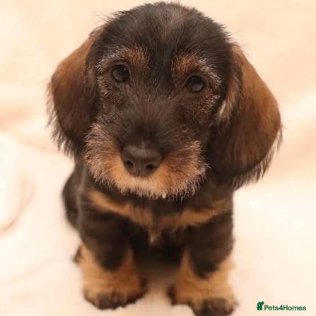 Dachshund dogs Wire haired Dachshund   - Advert 1