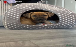 Staffordshire Bull Terrier dogs for sale: Staffordshire bull terrier female   - Image 1