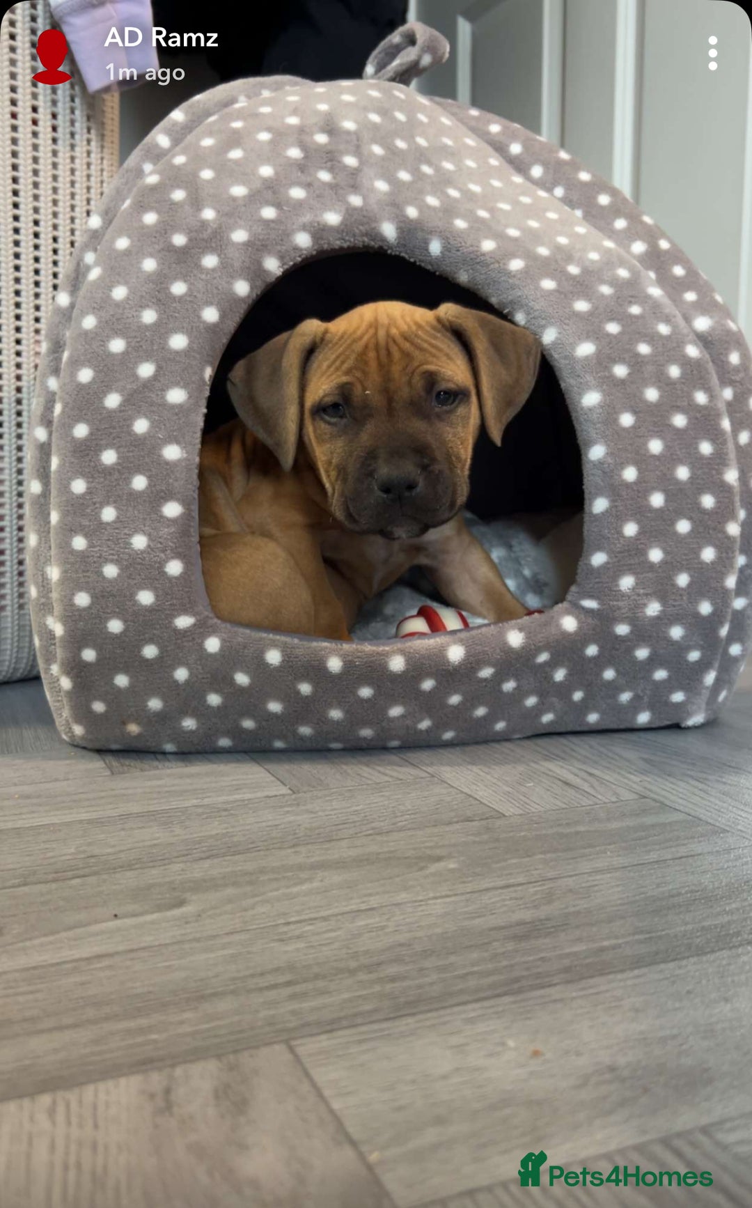 Staffordshire Bull Terrier dogs for sale: Staffordshire bull terrier female   - Image 1
