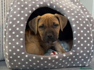 Staffordshire Bull Terrier dogs - Advert 1