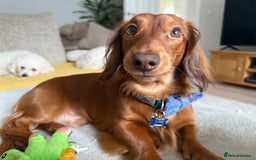 Dachshund dogs for stud: Miniature Red Long Haired Dachshund For Stud  - Image 9