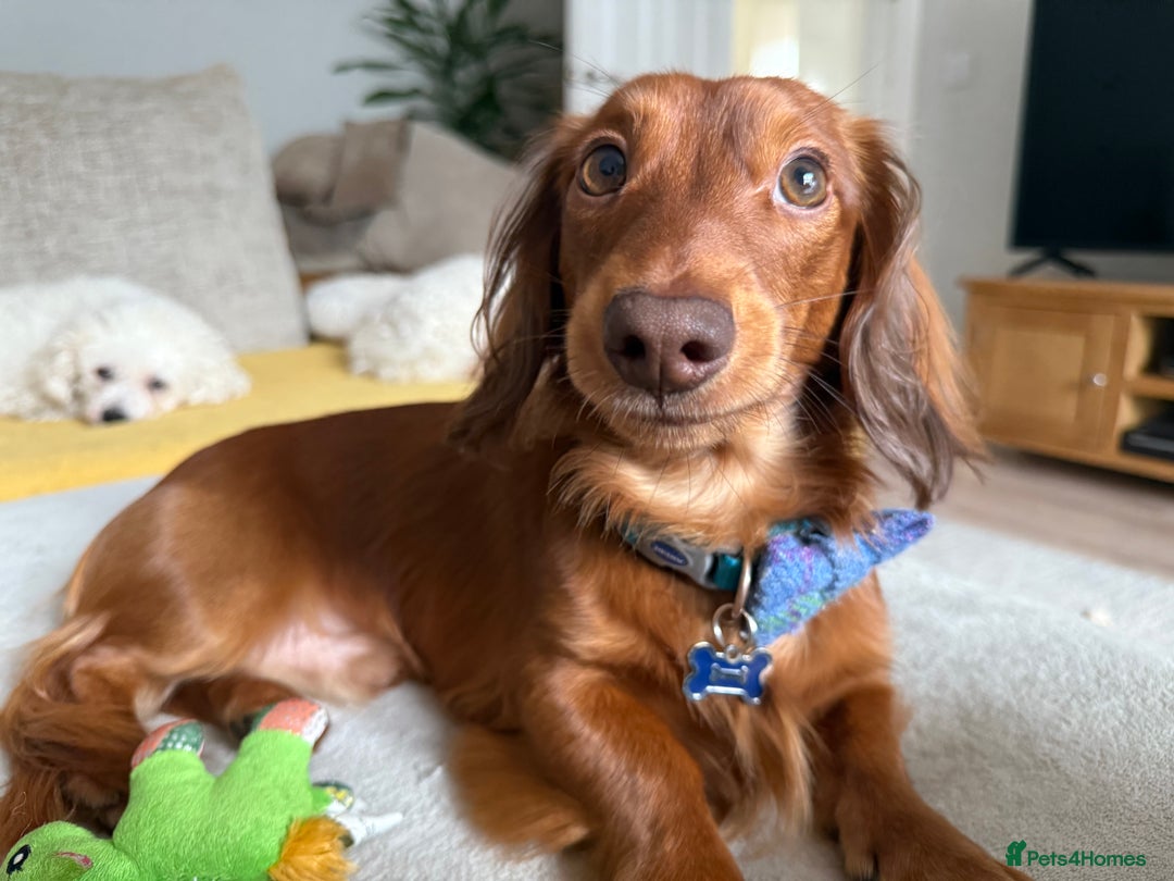 Dachshund dogs for stud: Miniature Red Long Haired Dachshund For Stud  - Image 9