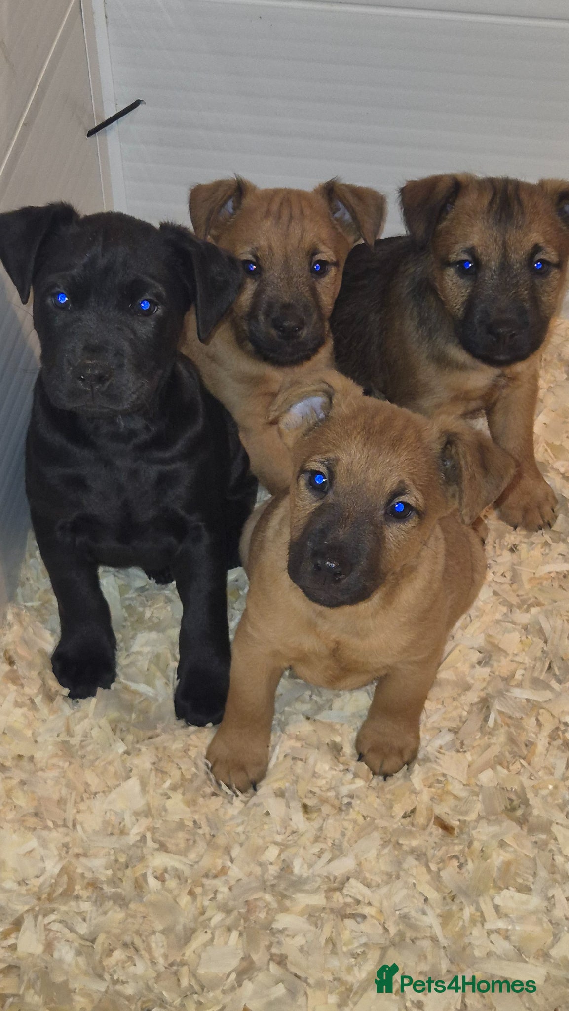 Mixed Breed dogs Strong Patterdale x lakeland  - Advert 4