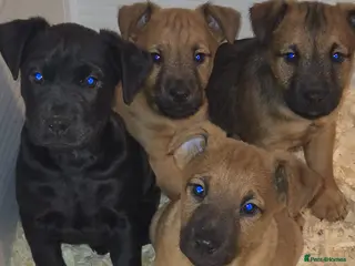 Mixed Breed dogs Strong Patterdale x lakeland - Advert 4