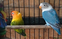 Lovebirds birds for sale: Lovebirds fischers x4 fischers lovebirds  - Image 8