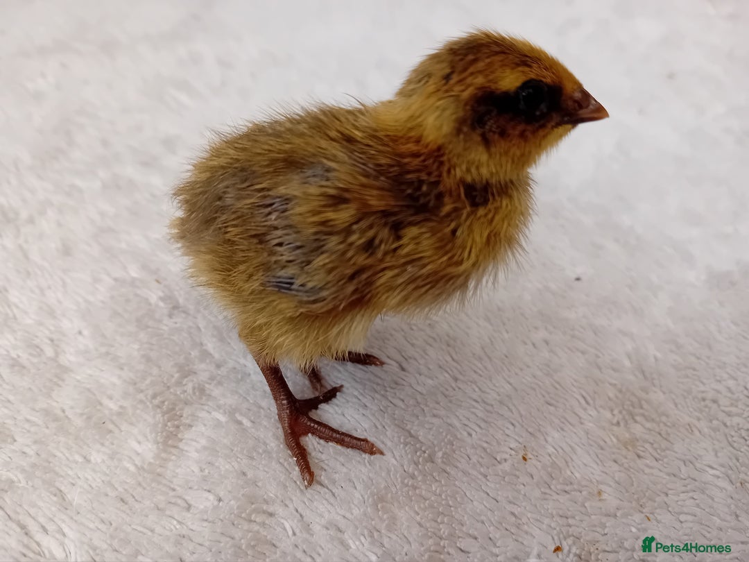 Quail poultry for sale: Coturnix, Celadon and Chinese Painted Quail Chicks - Image 18