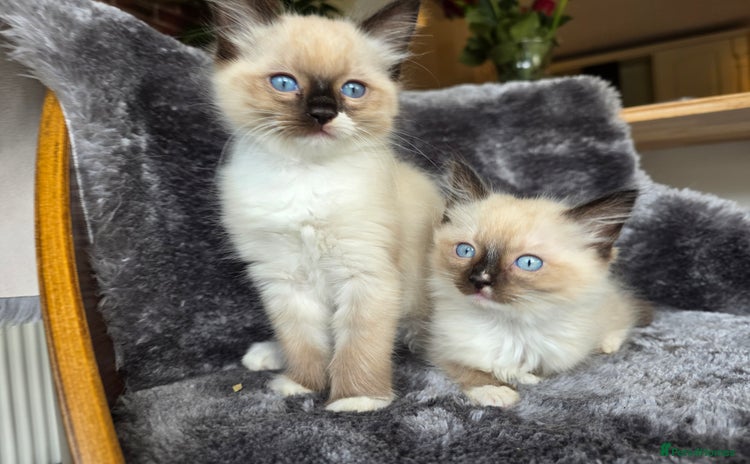 Ragdoll cats - Advert 1