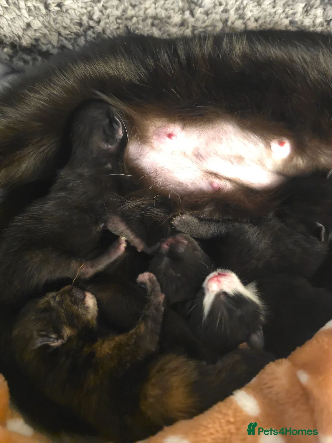 Ragdoll cats for sale: Ragdoll Kittens New litter in Pevensey - Advert 1