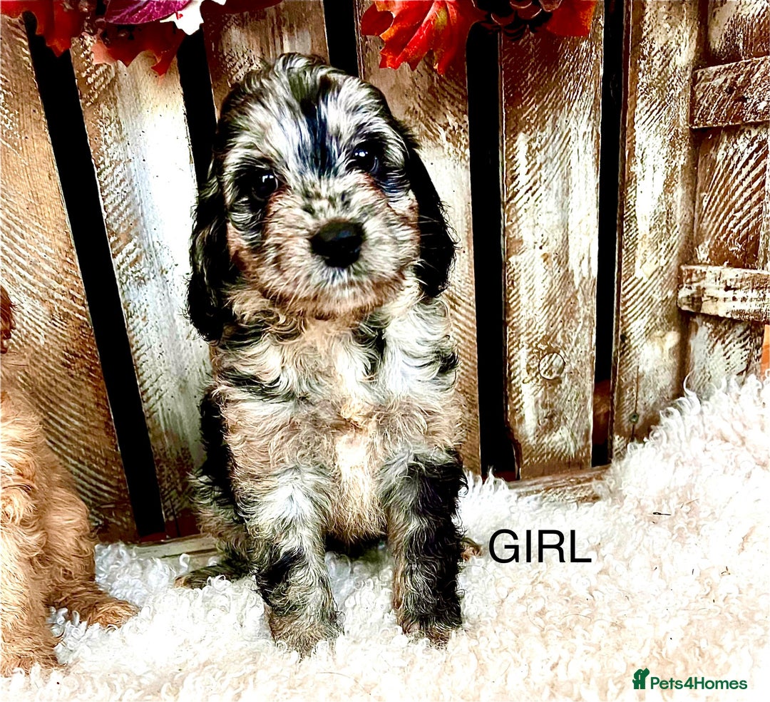 Cockapoo dogs for sale: Quality Cockapoo Puppies Blue Merle / Golden  - Advert 17
