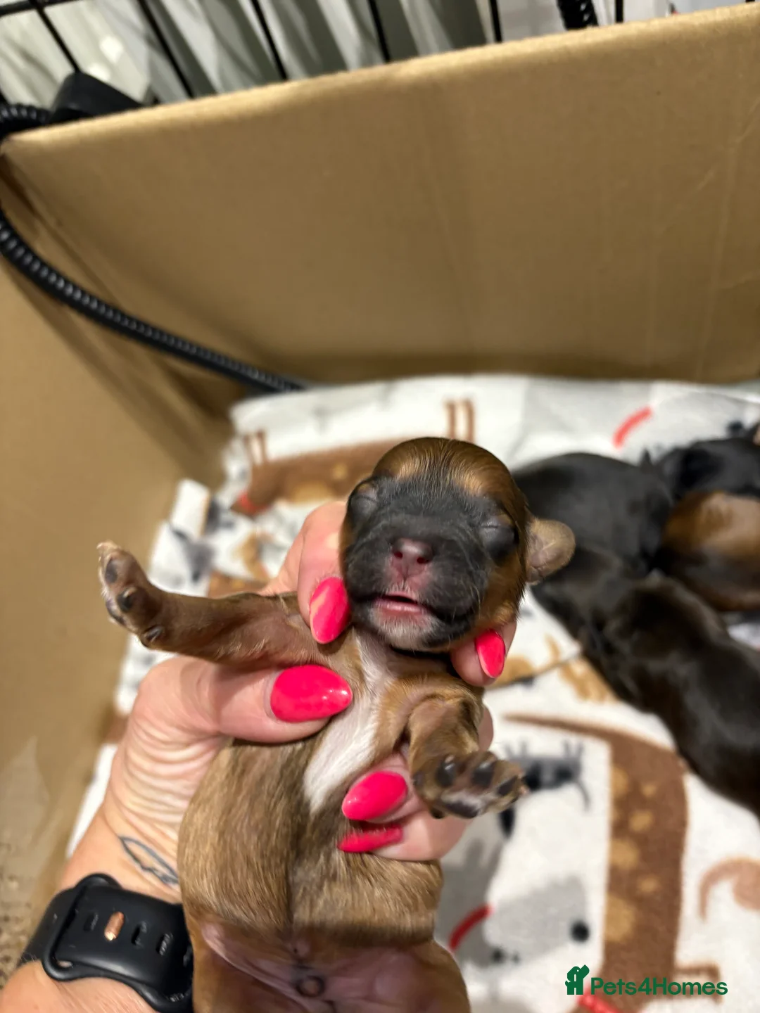 Shihpoo dogs for sale: Shihpoo f1 puppies  🩷🩷 - Advert 31