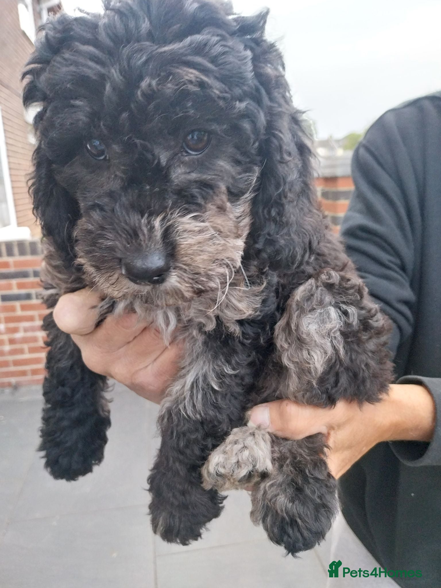 Cockapoo dogs Cockapoo F1b Puppies  - Advert 2
