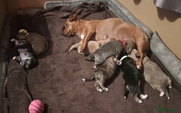 Mixed Breed dogs for sale: Gorgeous litter of 7 puppies  - Image 3