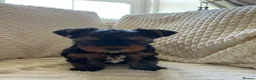 Yorkshire Terrier dogs for sale: Stunning Yorkshire pupp for sale. in Dumfries - Advert 10