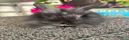 Lionhead rabbits for sale: 🦋Pure breed Teddy lionheads 🦋 - Advert 14