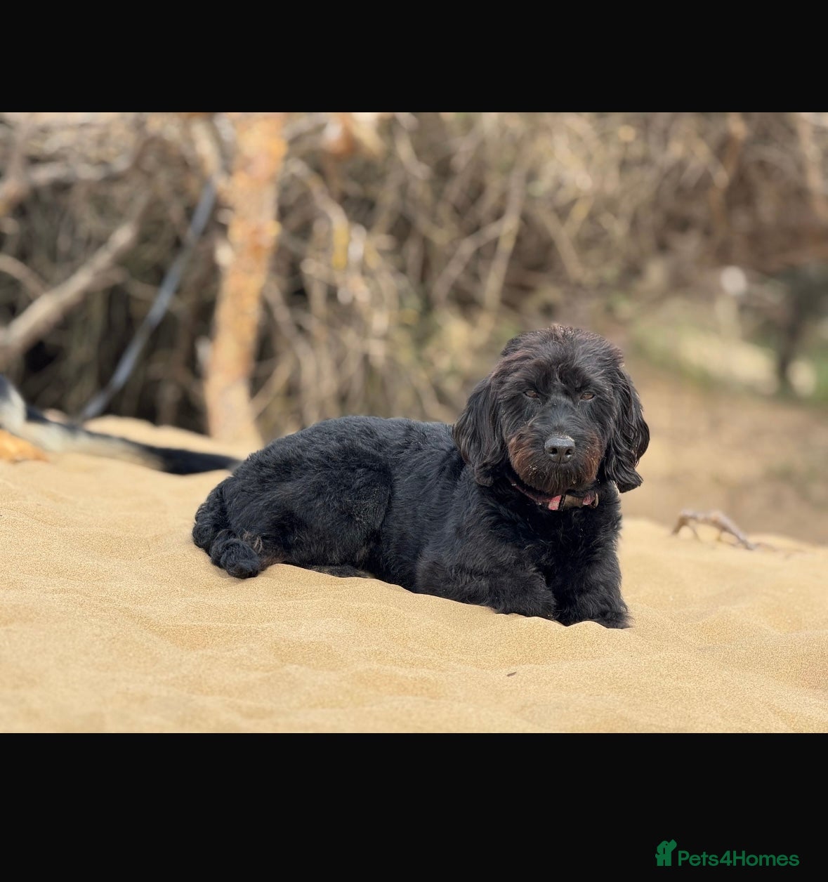 Mixed Breed dogs 9 gorgeous german shepherd cross cockapoo puppies  - Advert 17