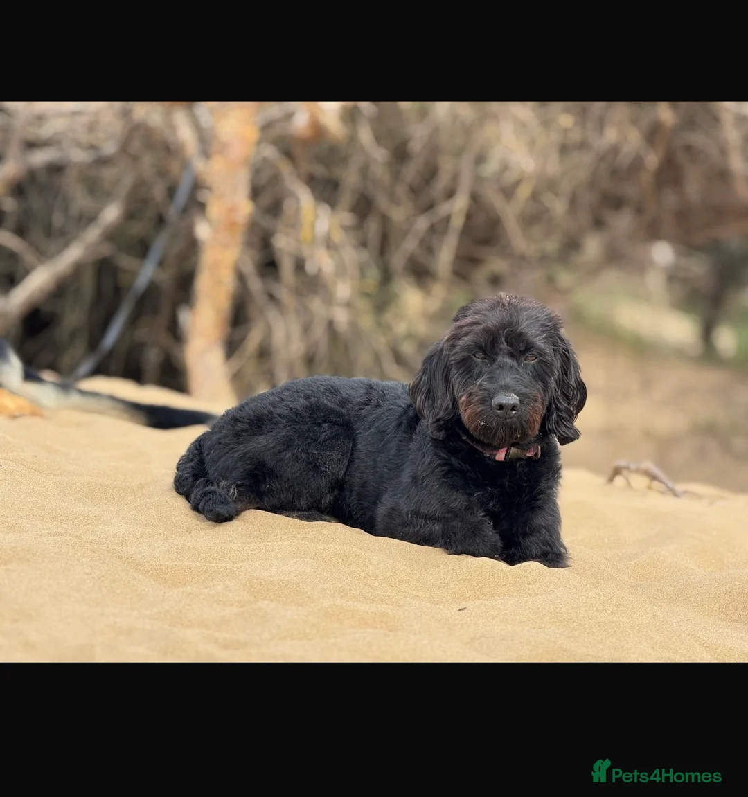 Mixed Breed dogs for sale: 9 gorgeous german shepherd cross cockapoo puppies  - Advert 2