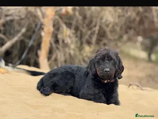 Mixed Breed dogs 9 gorgeous german shepherd cross cockapoo puppies - Advert 17