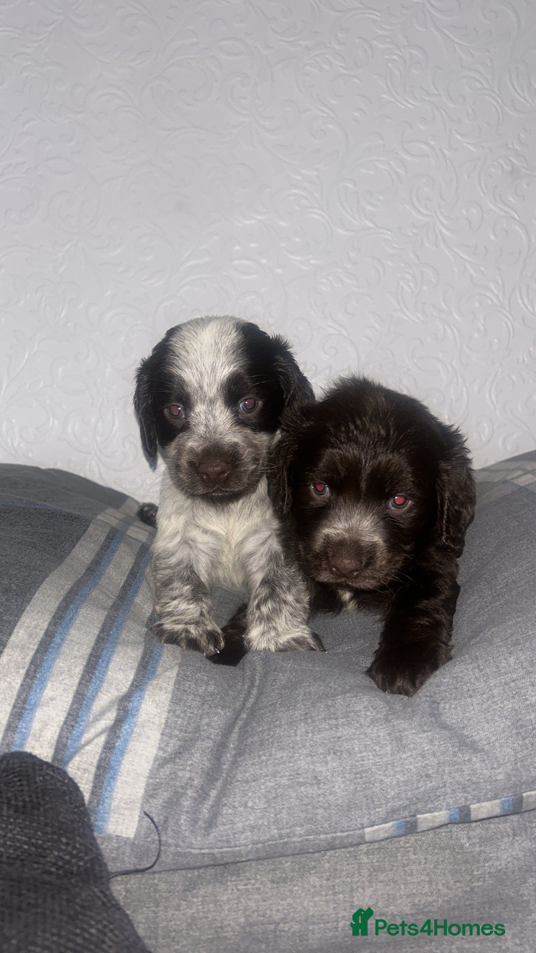 Cocker Spaniel dogs for sale: 🎀🎀2 girls left Adorable cocker spaniel puppies  - Advert 7