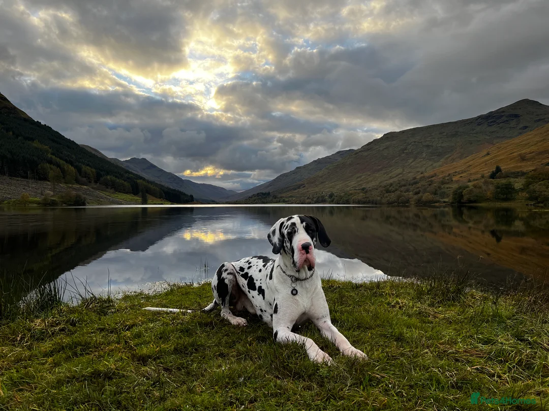 Great Dane dogs for stud: Karl the Great Dane for stud  in London - Advert 11