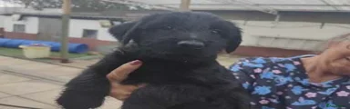 Giant Schnauzer Puppy 7