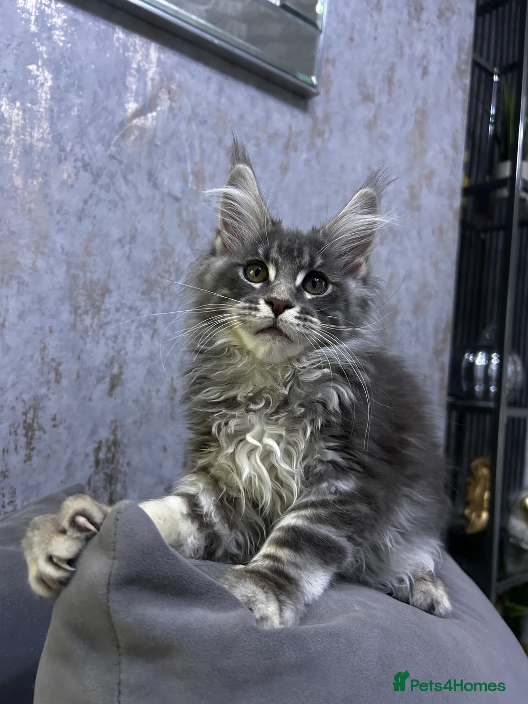 Maine Coon cats for sale: Maine Coon girl ready to go now. - Advert 9