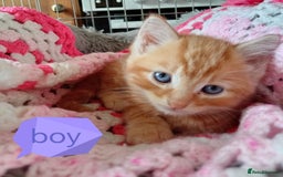 Mixed Breed cats for sale: Blue, eyed baby's  - Image 10