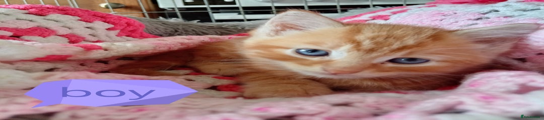 Mixed Breed Kitten 1