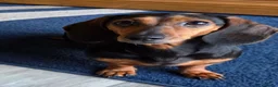Miniature Dachshund dogs for sale: Miniature dachshund puppies for sale in Ipswich - Advert 3