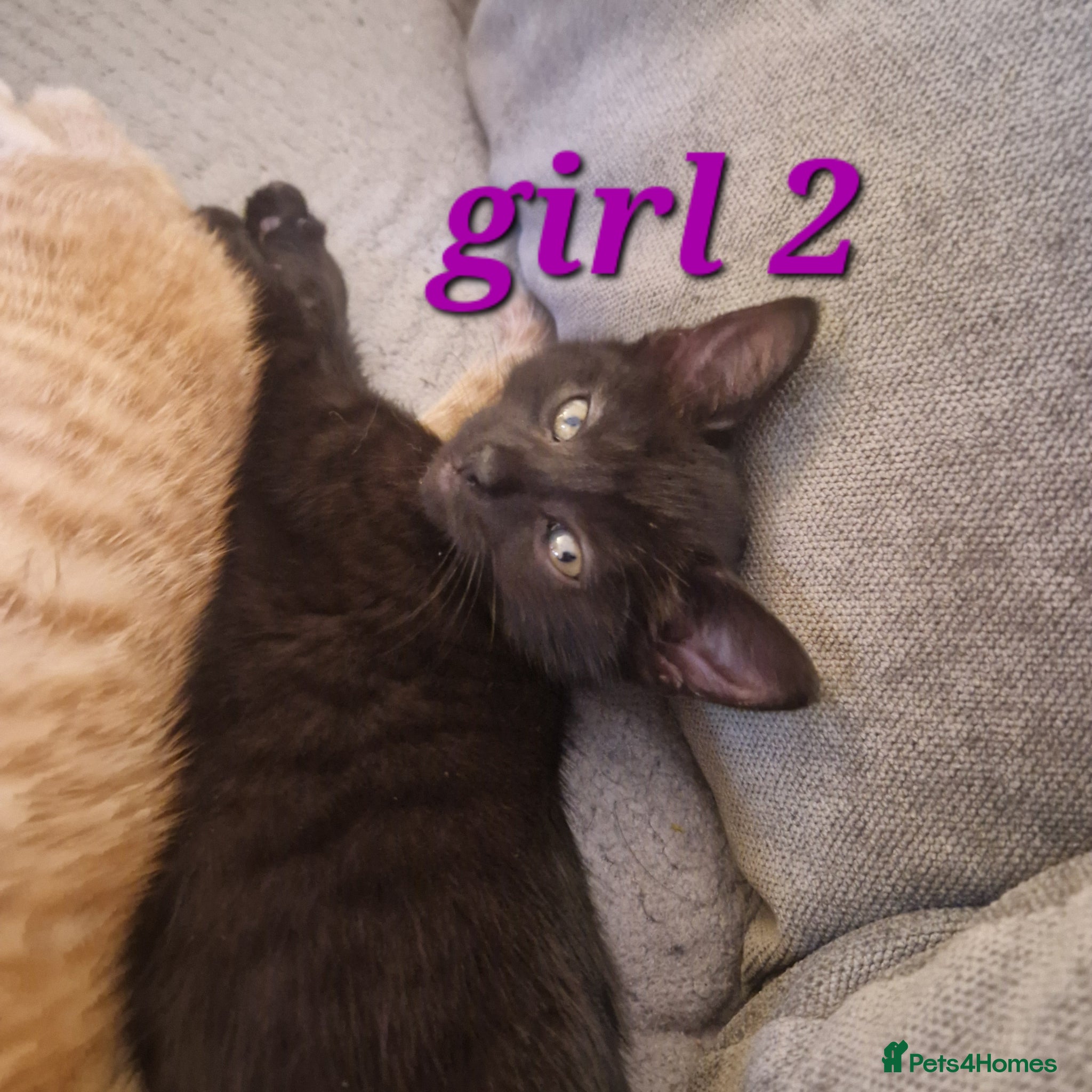 Mixed Breed cats for sale: Beautiful kittens (READY NOW) - Advert 1