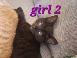 Mixed Breed cats Beautiful kittens (READY NOW) - Advert 7