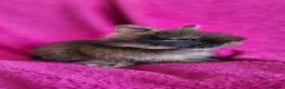 Lionhead rabbits for sale: Adorable Double-Maned Lionhead Rabbit 🐇  - Advert 3