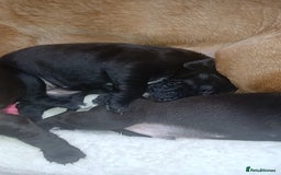 Mixed Breed dogs for sale: Lab cross - Image 4
