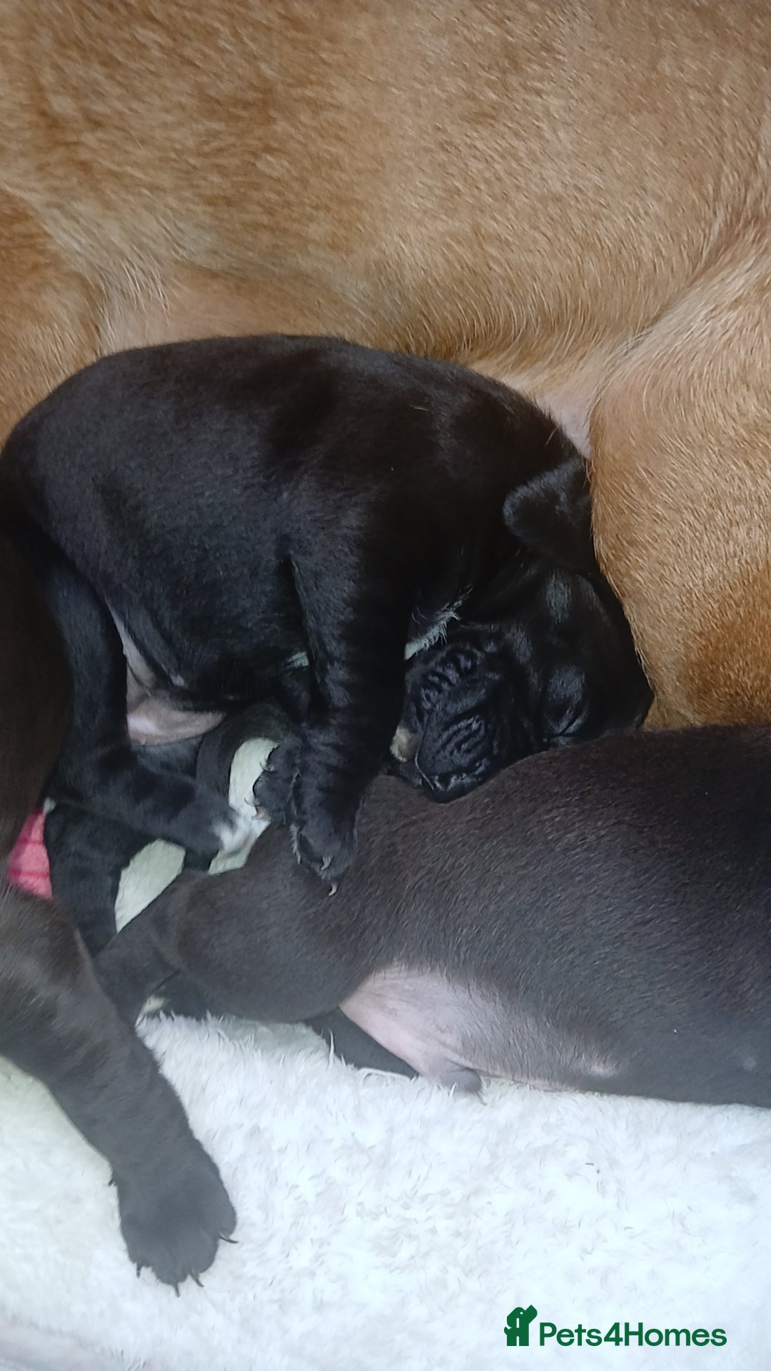 Mixed Breed dogs for sale: Lab cross - Image 4