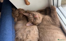 British Shorthair cats for sale: GCCF & TICA Active - CINNAMON GIRL🤎 - Image 12