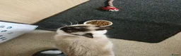 Ragdoll cats for sale: 3 Beautiful Ragdoll Kittens for Sale 🐾 - Advert 8