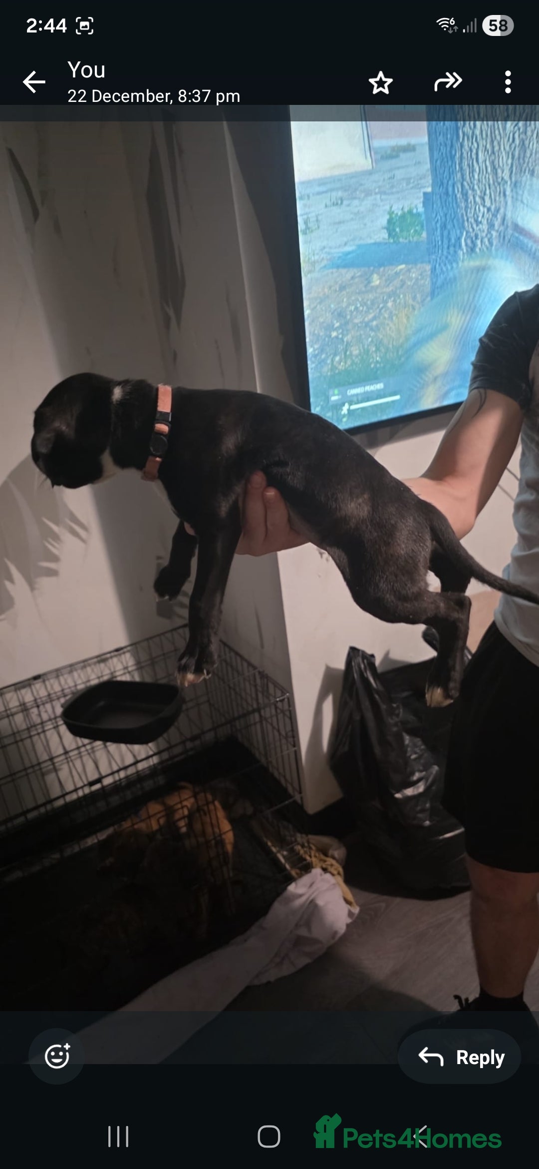 Staffordshire Bull Terrier dogs for sale: 8 week old Female staffy for sale  - Advert 1