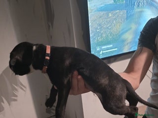 Staffordshire Bull Terrier dogs 8 week old Female staffy for sale - Advert 1