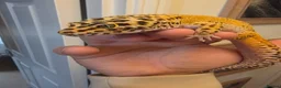 Leopard Gecko reptiles for sale: Leopard gecko male  in Tonbridge - Advert 2