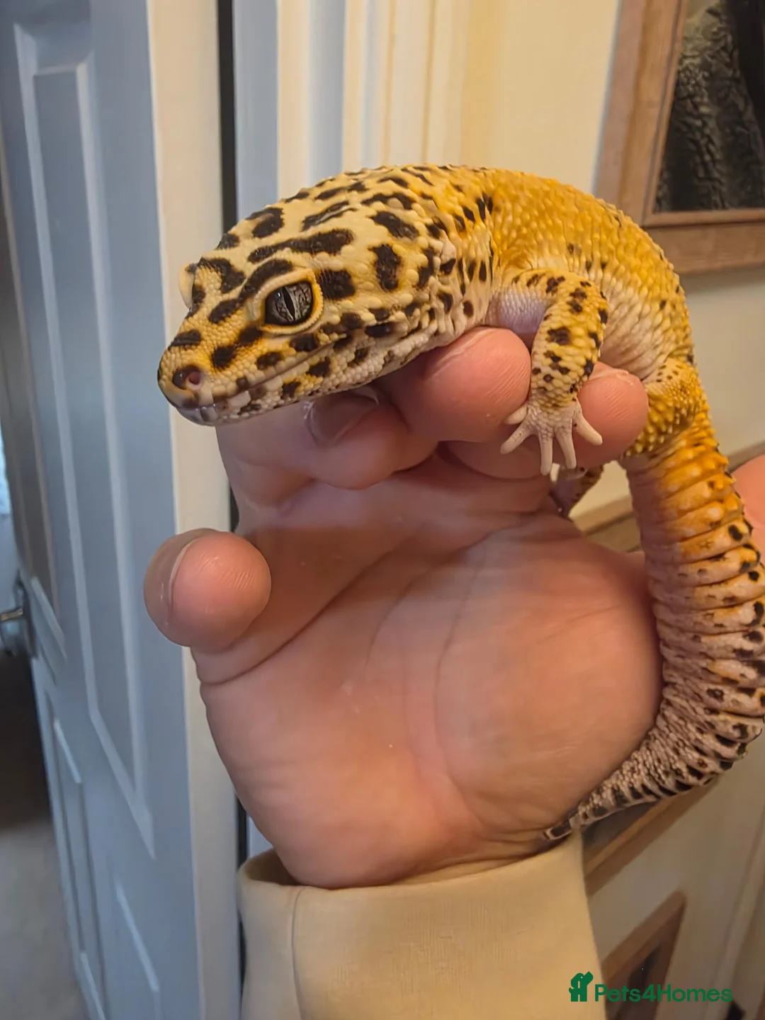 Leopard Gecko reptiles for sale: Leopard gecko male  in Tonbridge - Advert 2