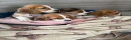 Beagle dogs for sale: Beagle puppy’s  in Doncaster - Advert 4