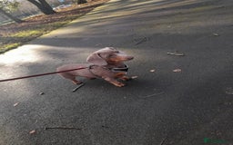 Dachshund dogs for stud: Slinky - Image 2