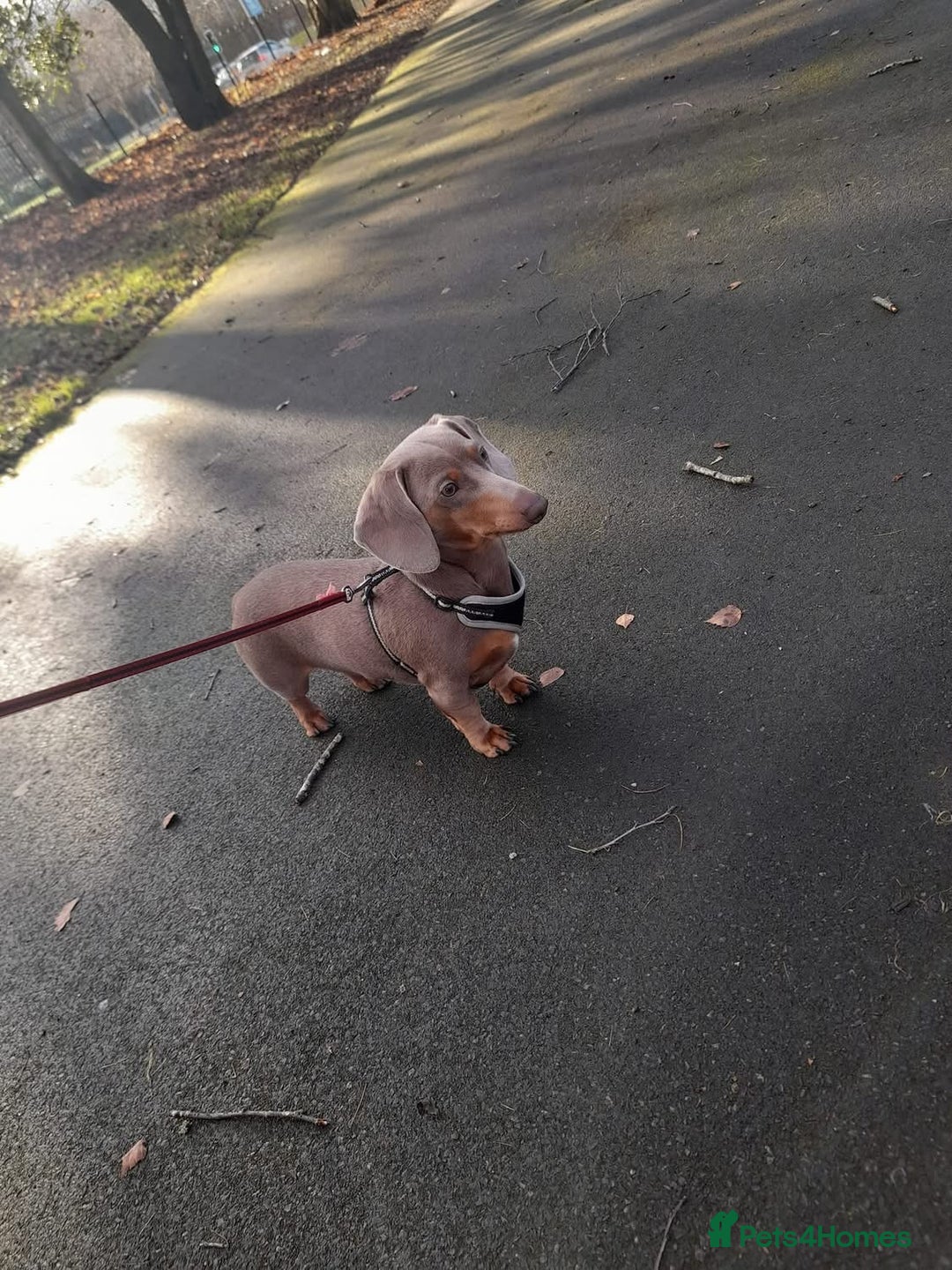 Dachshund dogs for stud: Slinky - Image 2