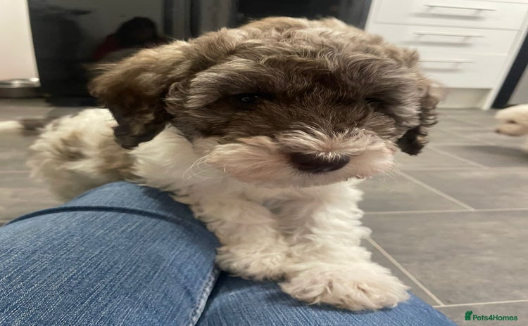 Cockapoo dogs - Advert 14