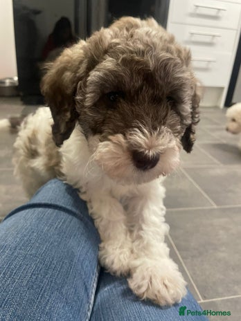 Cockapoo dogs - Advert 14