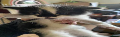 Mixed Breed Kitten 4